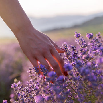 A Brief History of Britain's Lavender Love Affair