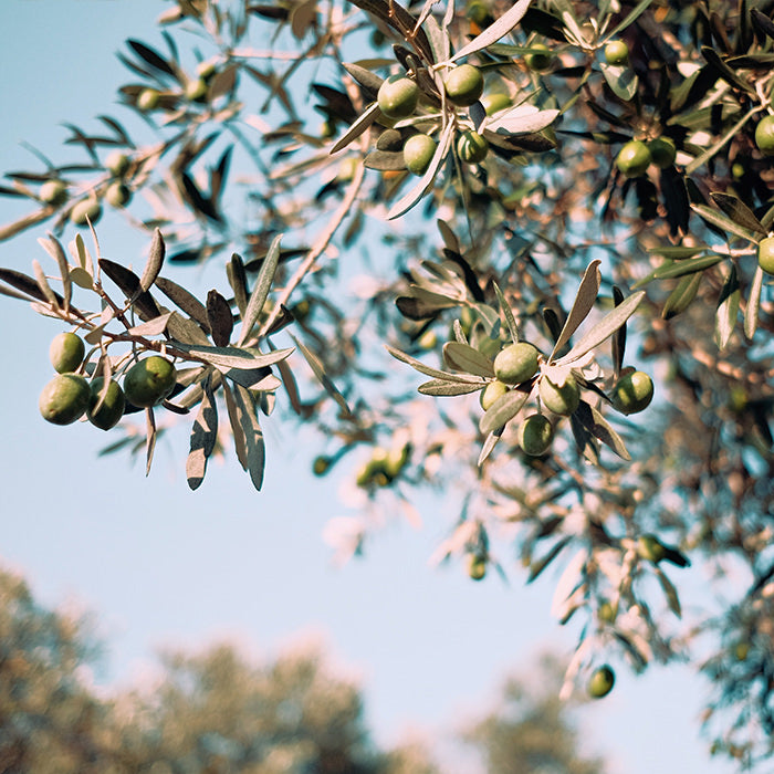 What's in Our Organic Pure Lavender Bar Soap?
